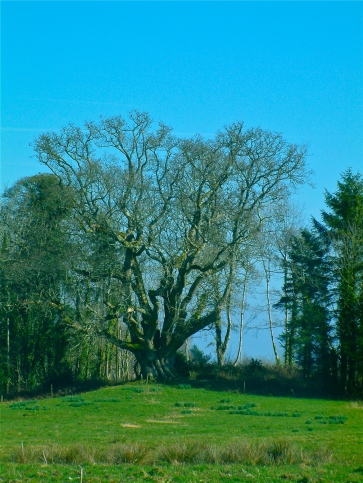 One of the oldest trees in Ireland. The Brian Ború Oak is thought to be over 1000 years old. 